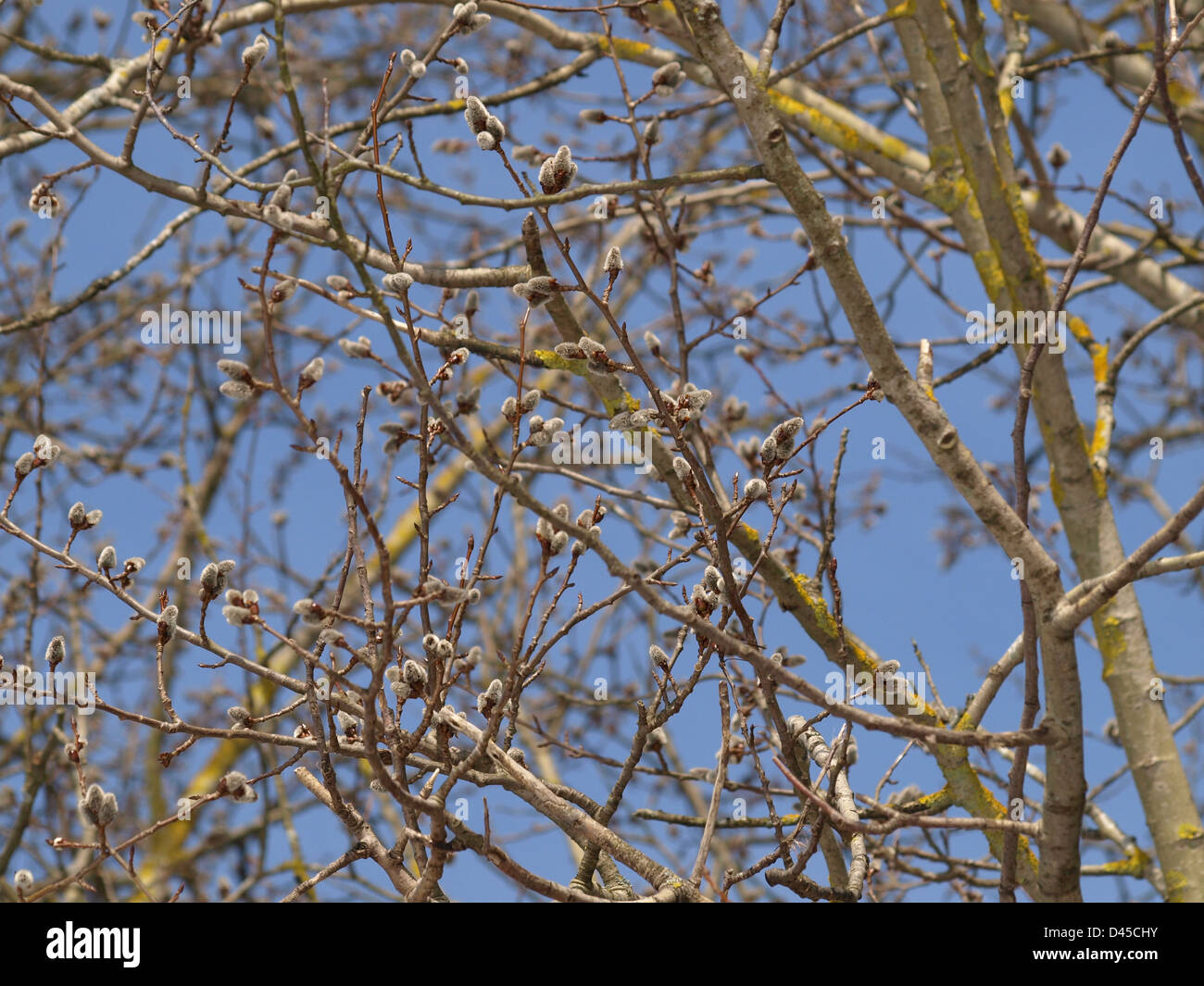 willow catkins in spring / Salix / Weiden Kätzchen im Frühling Stock Photo