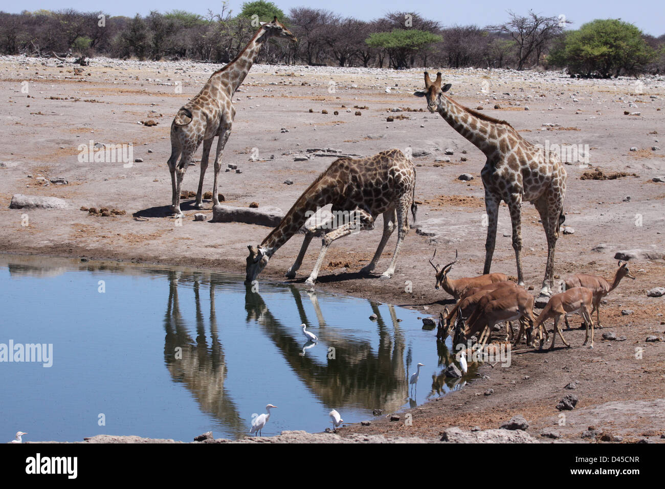 Giraffes by a water hole, with reflections, Etosha National Park, Namibia Stock Photo