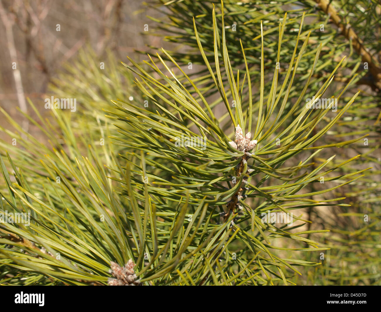 Scots pine / Pinus silvestris / Wald-Kiefer Stock Photo