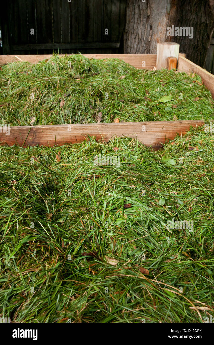 fresh cut lawn clippings piled in a compost bin Stock Photo