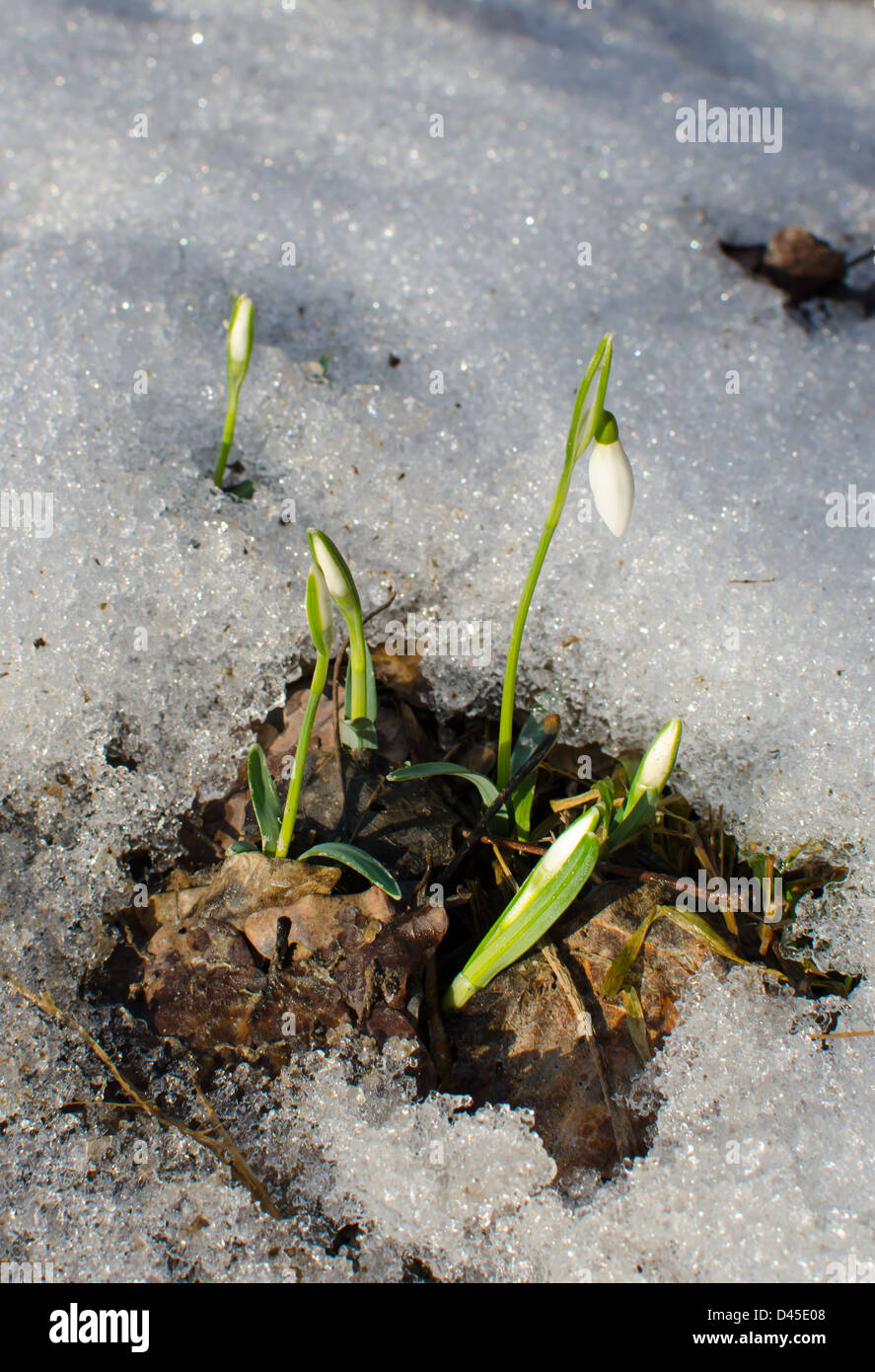 Snowdrop Flowers Breaking Through The Snow In Spring Stock Photo - Alamy