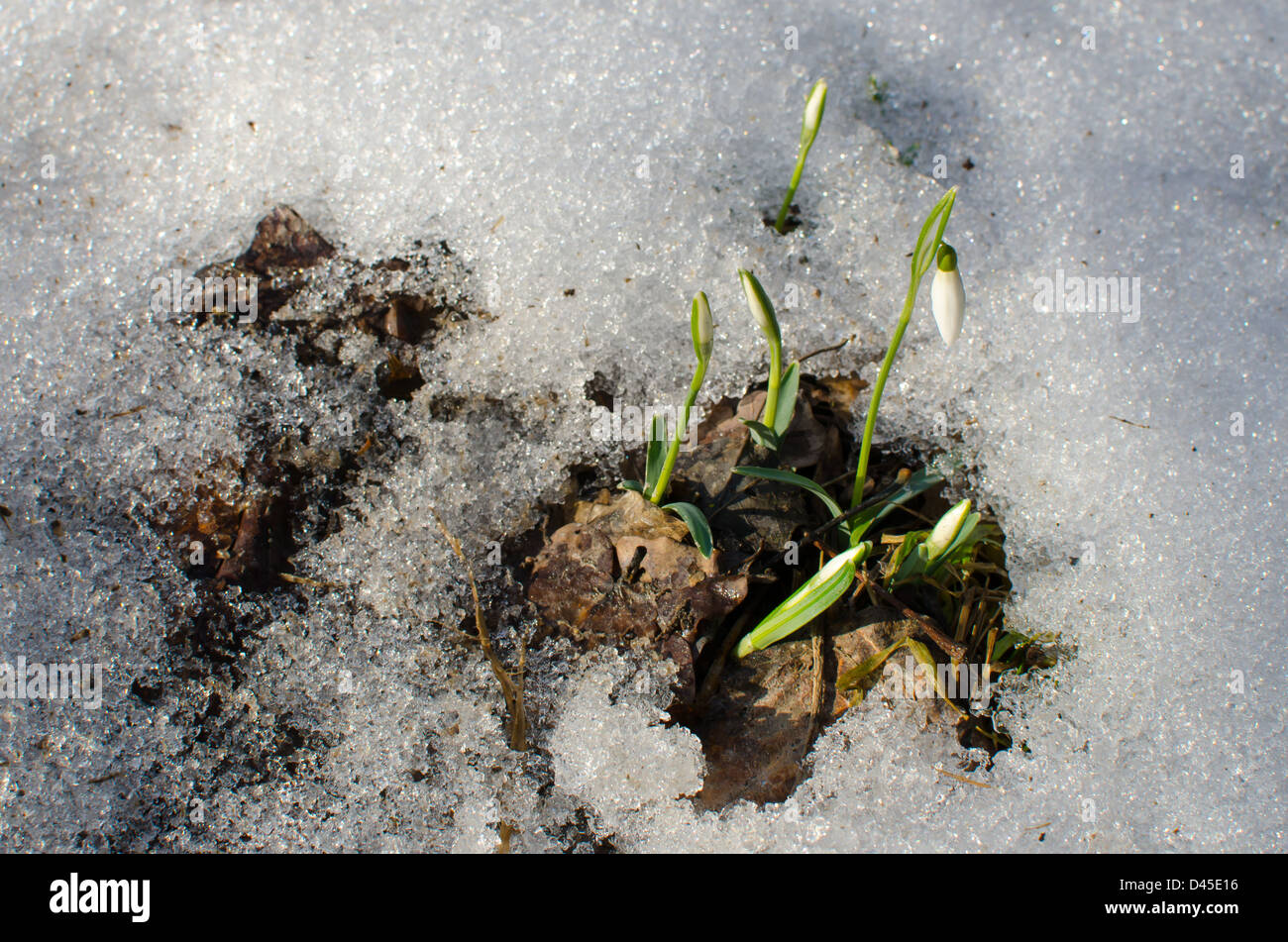 Snowdrop Flowers Breaking Through The Snow In Spring Stock Photo - Alamy