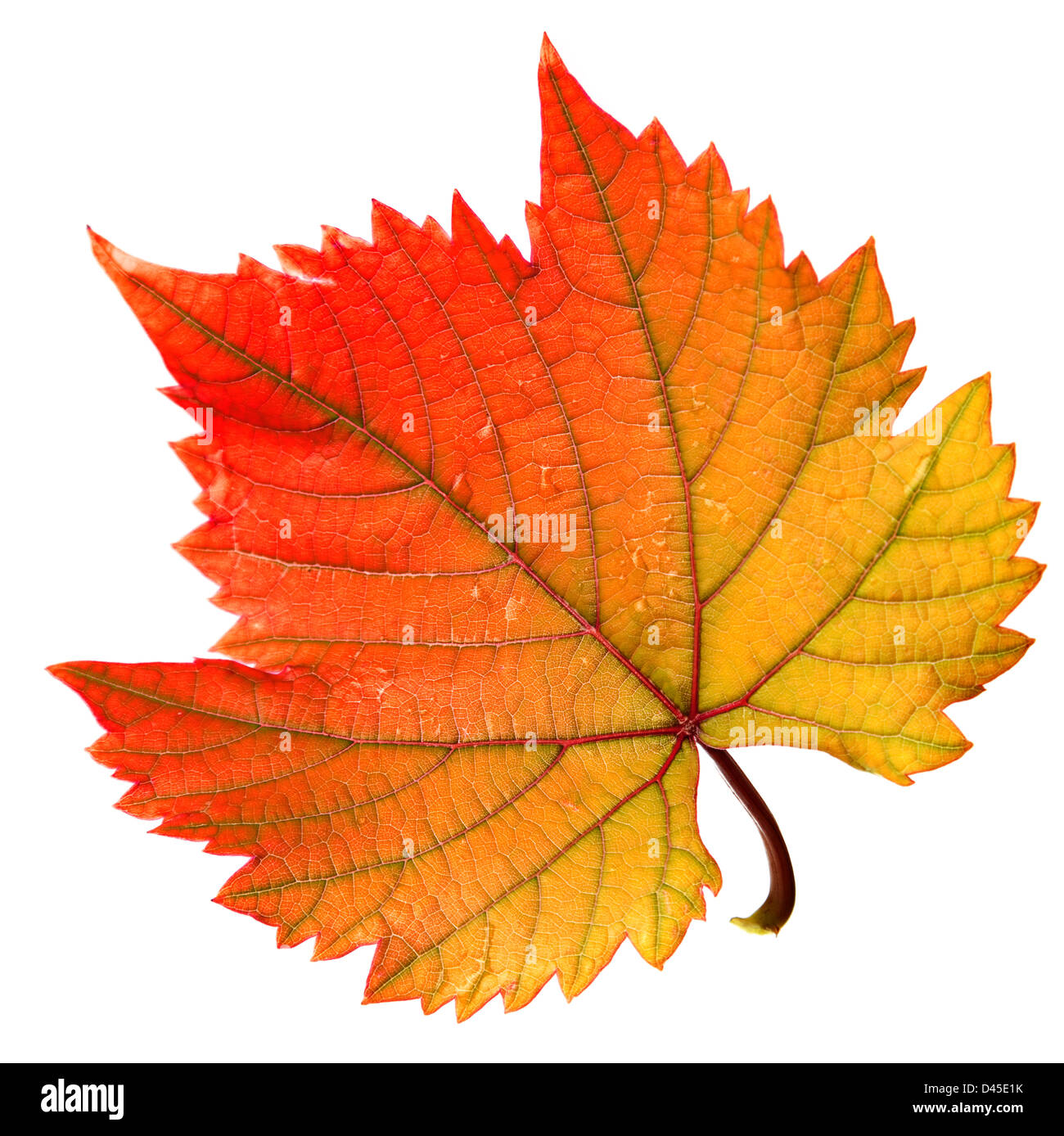Grape leaf red warm color isolated on white Stock Photo - Alamy
