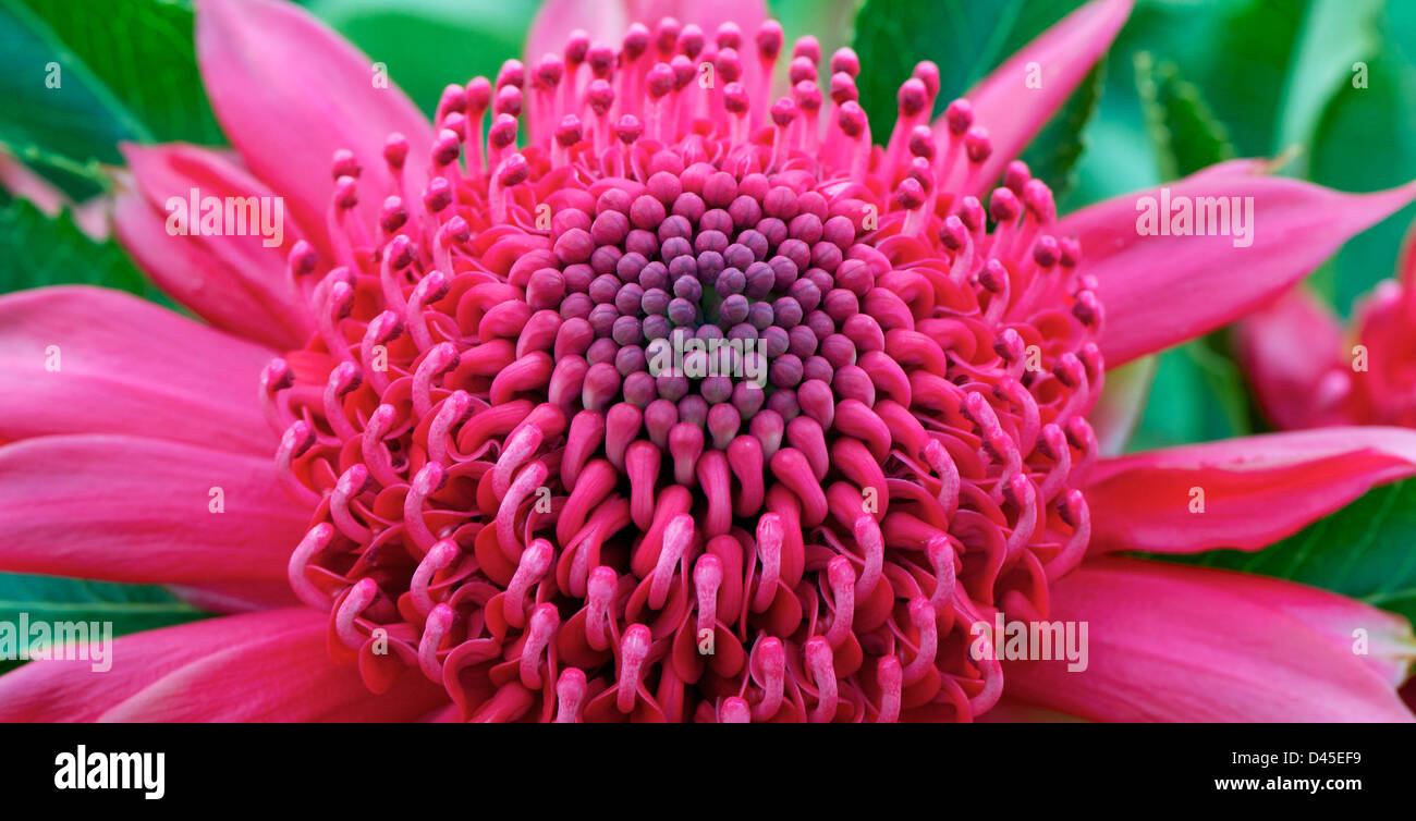 Waratah 'Telopea speciosissima' Australia Stock Photo