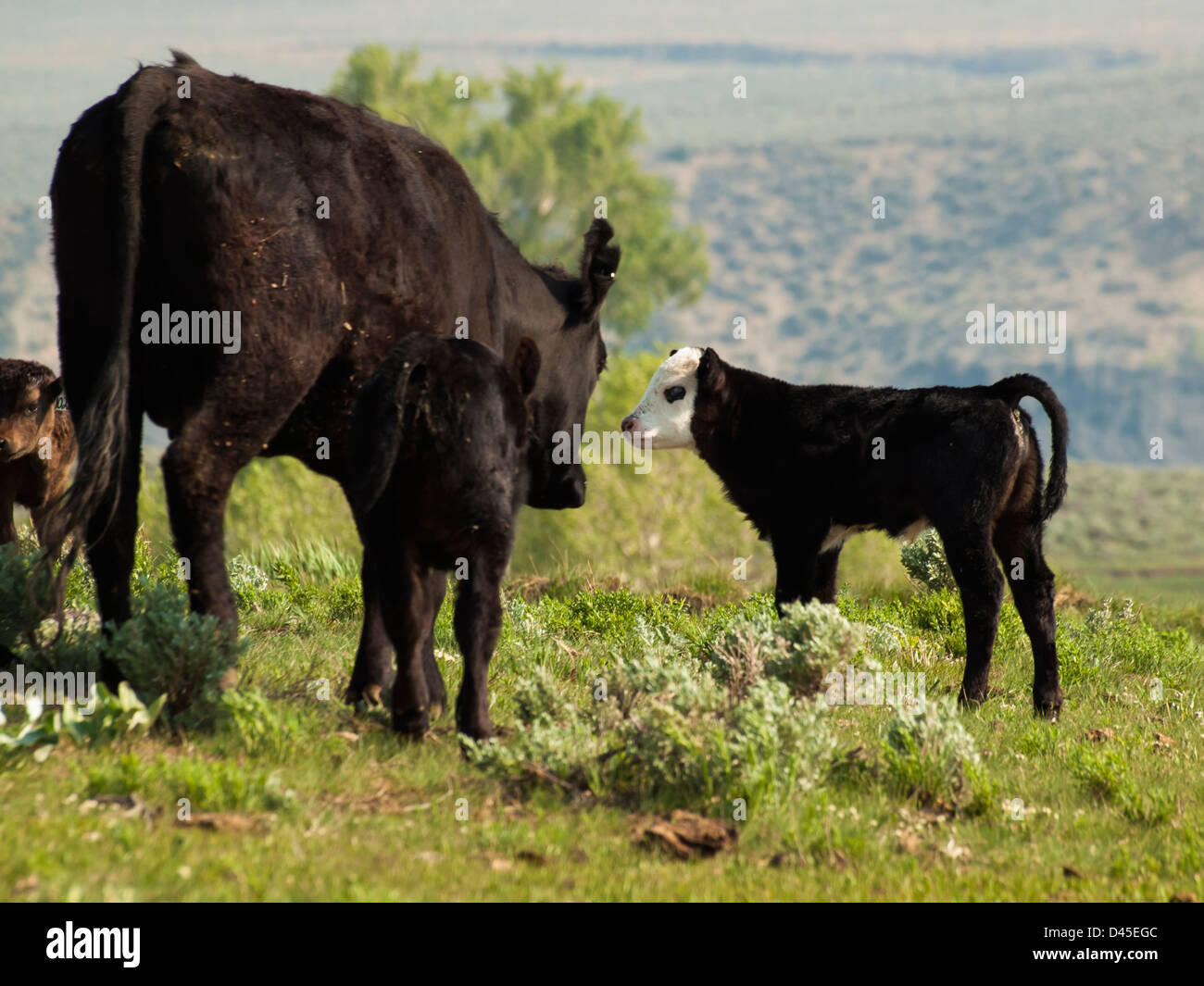 Black cows grazing in green pasture Stock Photo - Alamy