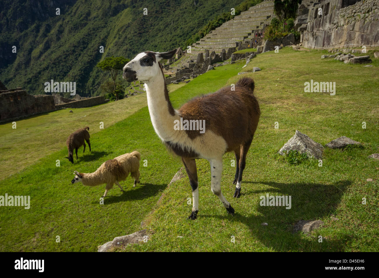 Llama farm peru hi-res stock photography and images - Alamy