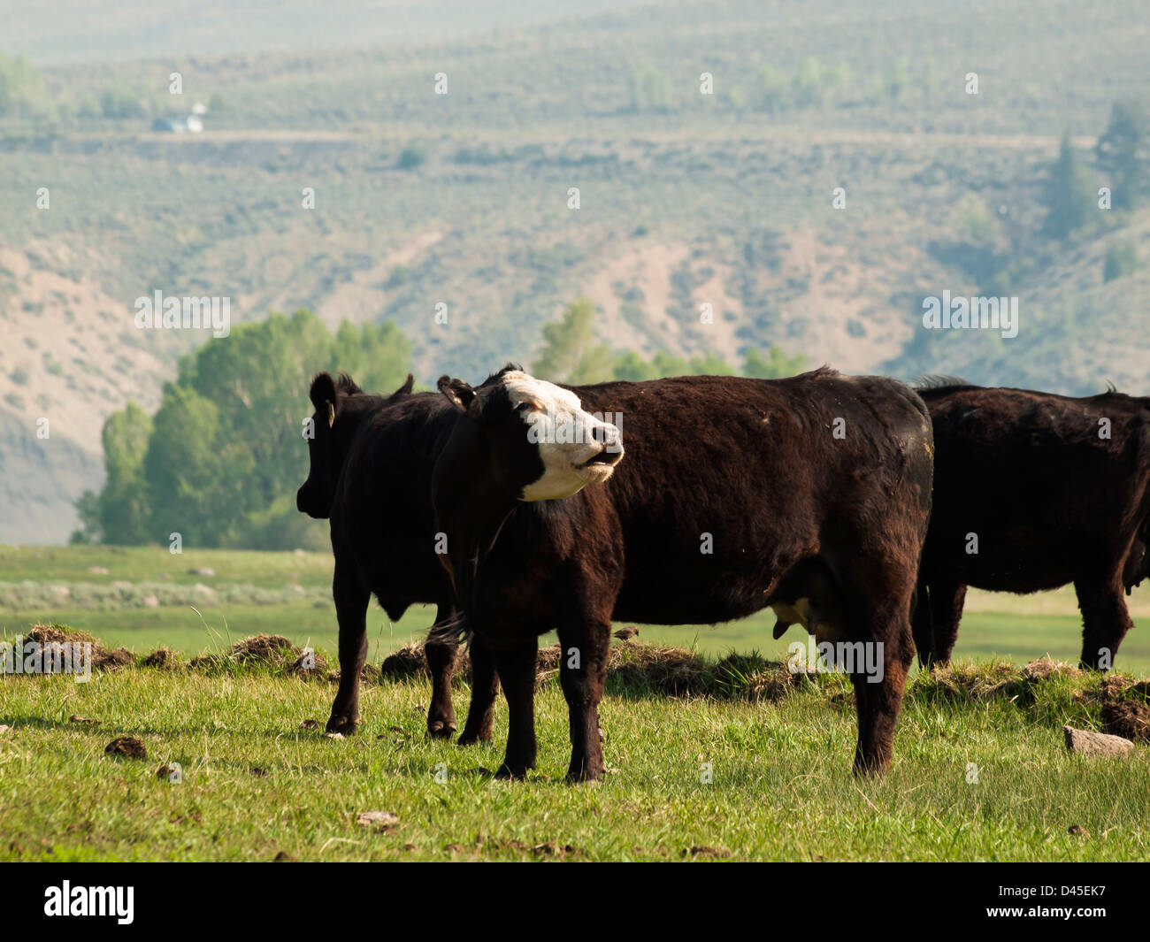 Black cows grazing in green pasture Stock Photo - Alamy