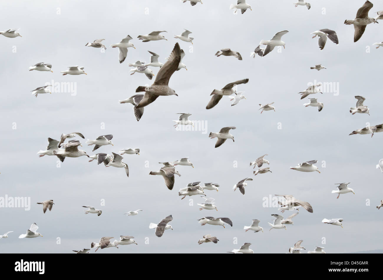 flock of seagulls glide in the wind Stock Photo Alamy