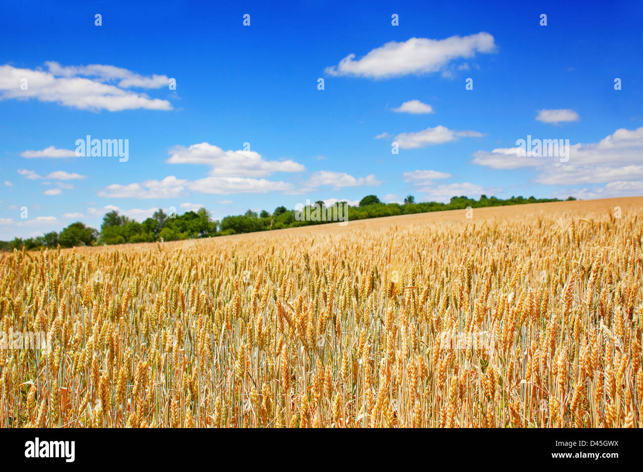 Wheat field landscape with sky Stock Photo