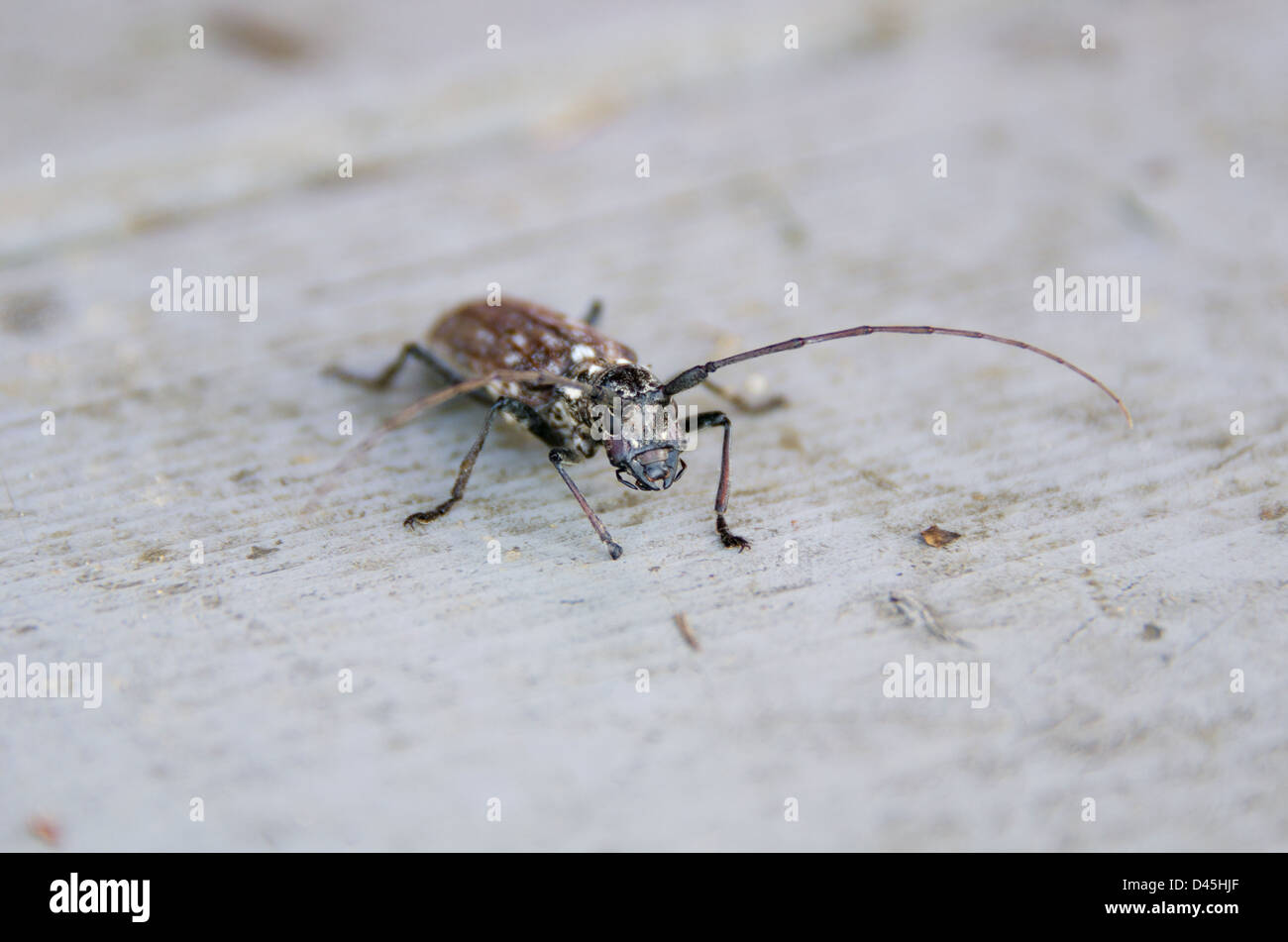 close-up view of Whitespotted Sawyer beetle Stock Photo