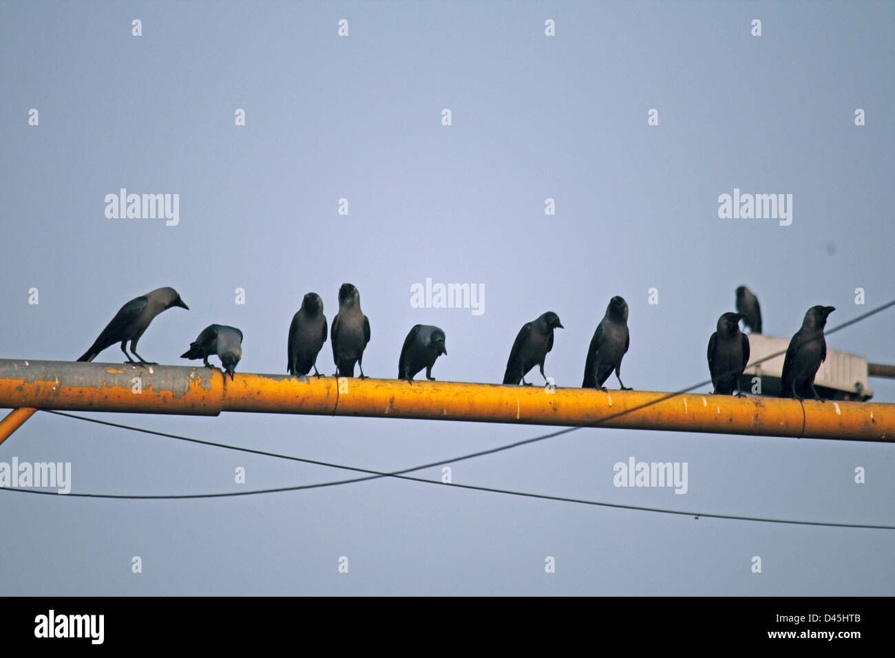 House Crow, Corvus splendens Stock Photo