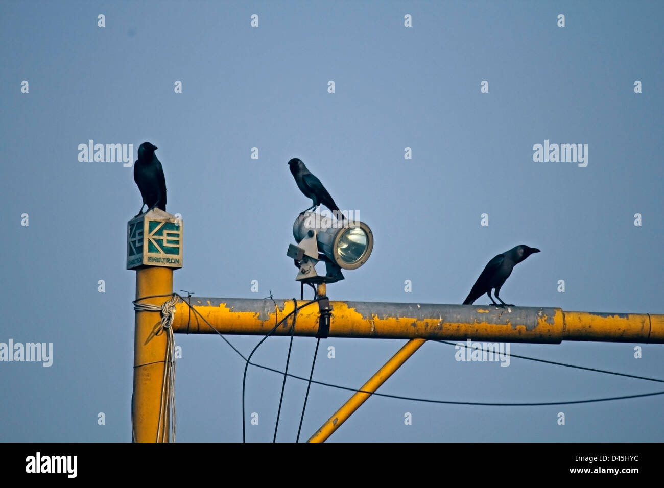House Crow, Corvus splendens Stock Photo