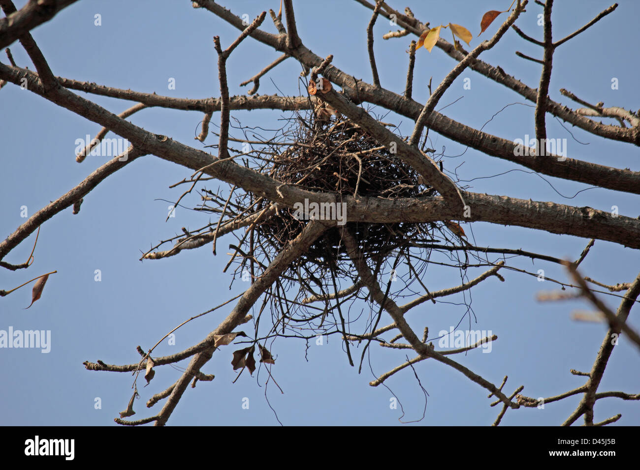 Nest of House Crow, Corvus splendens Stock Photo