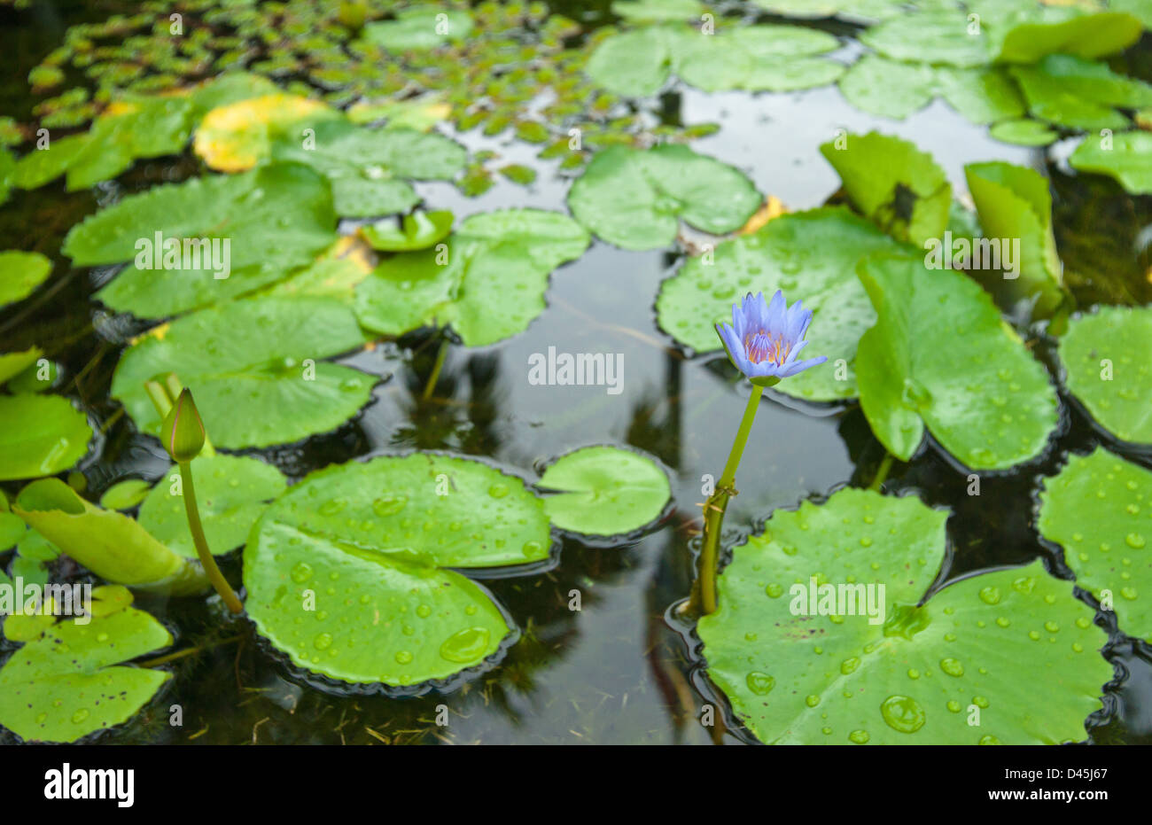 water lily in garden pond with narrow dof Stock Photo