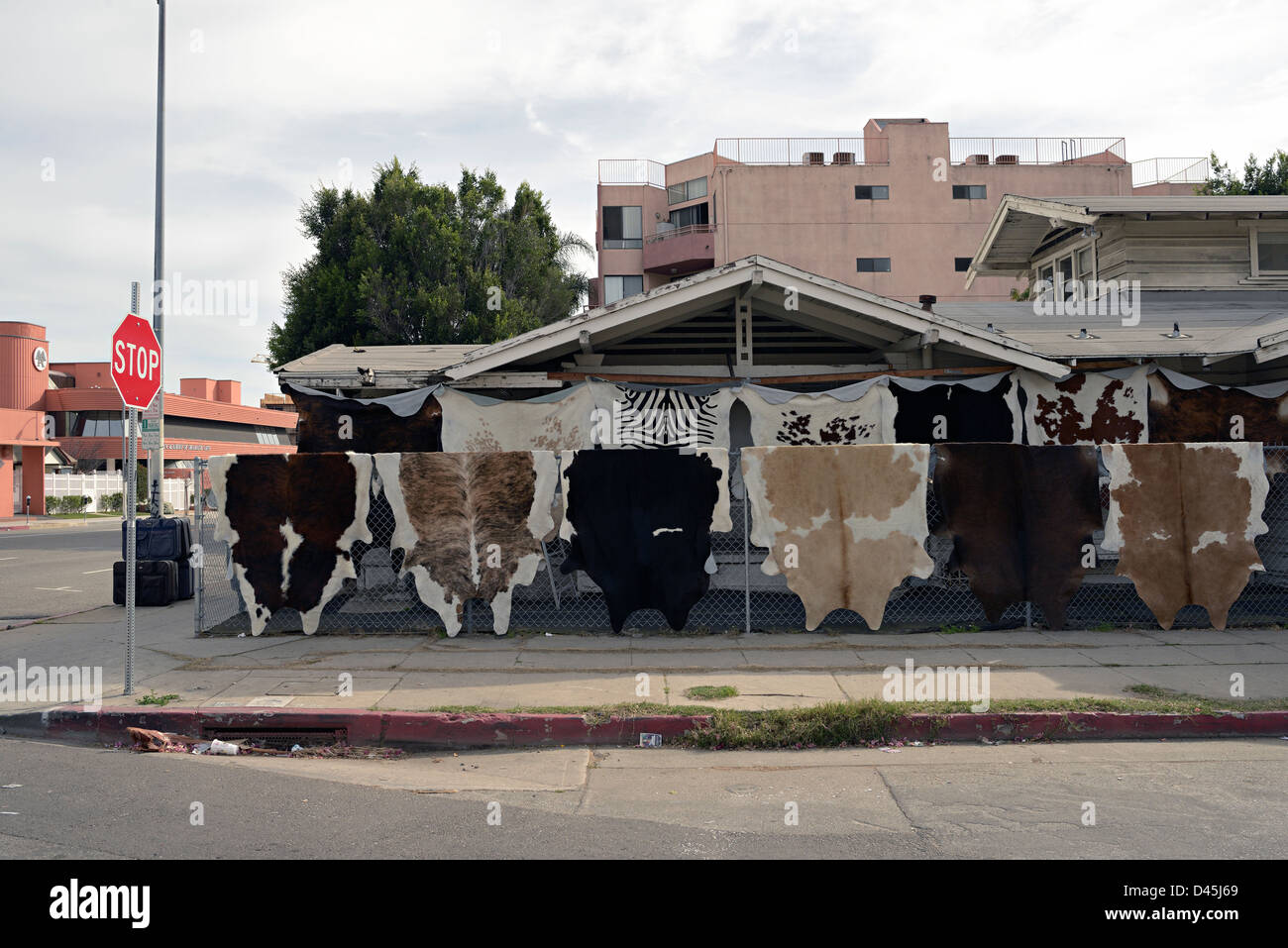 Animal skins for sale hires stock photography and images Alamy