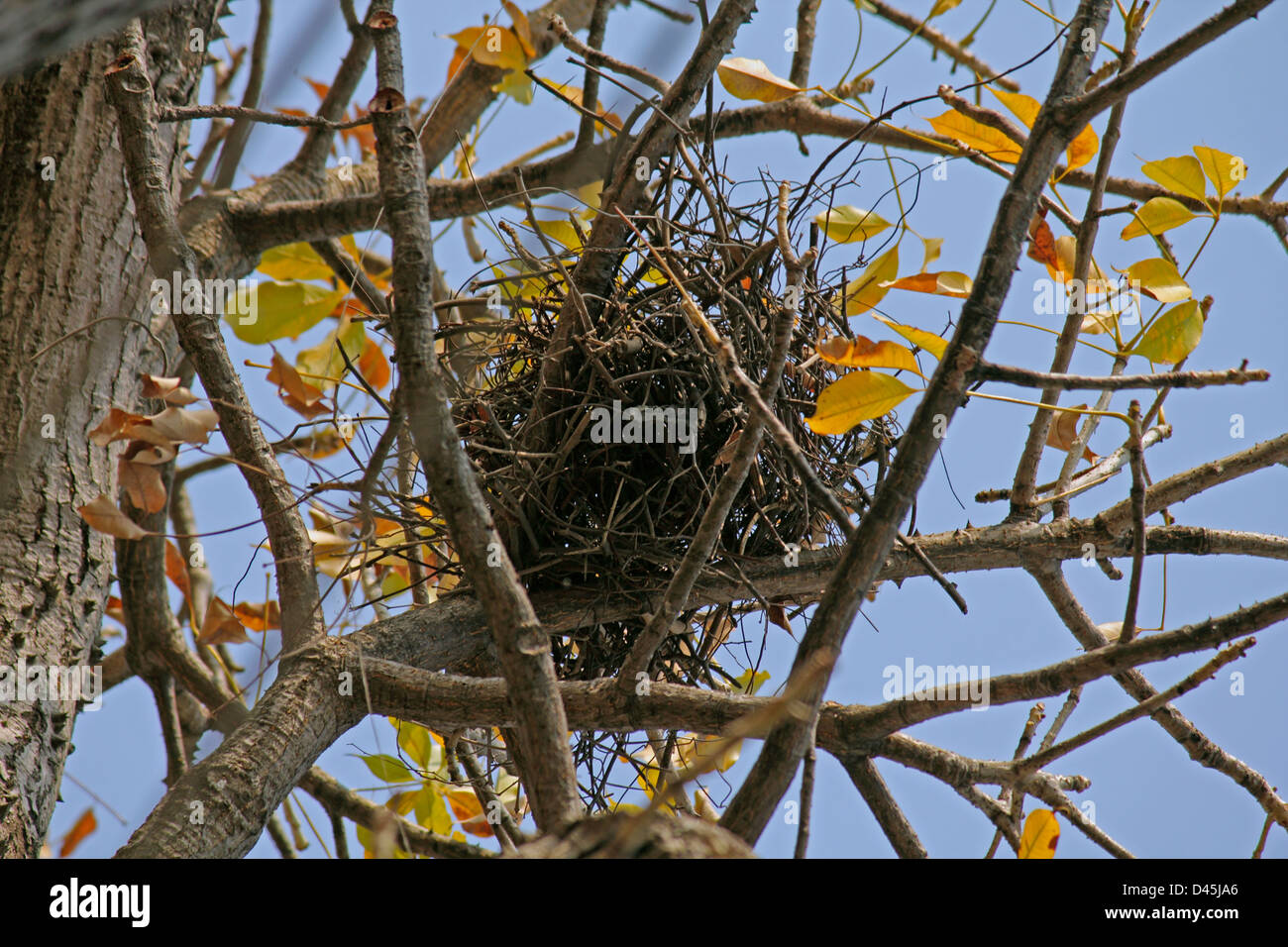 Nest of House Crow, Corvus splendens Stock Photo