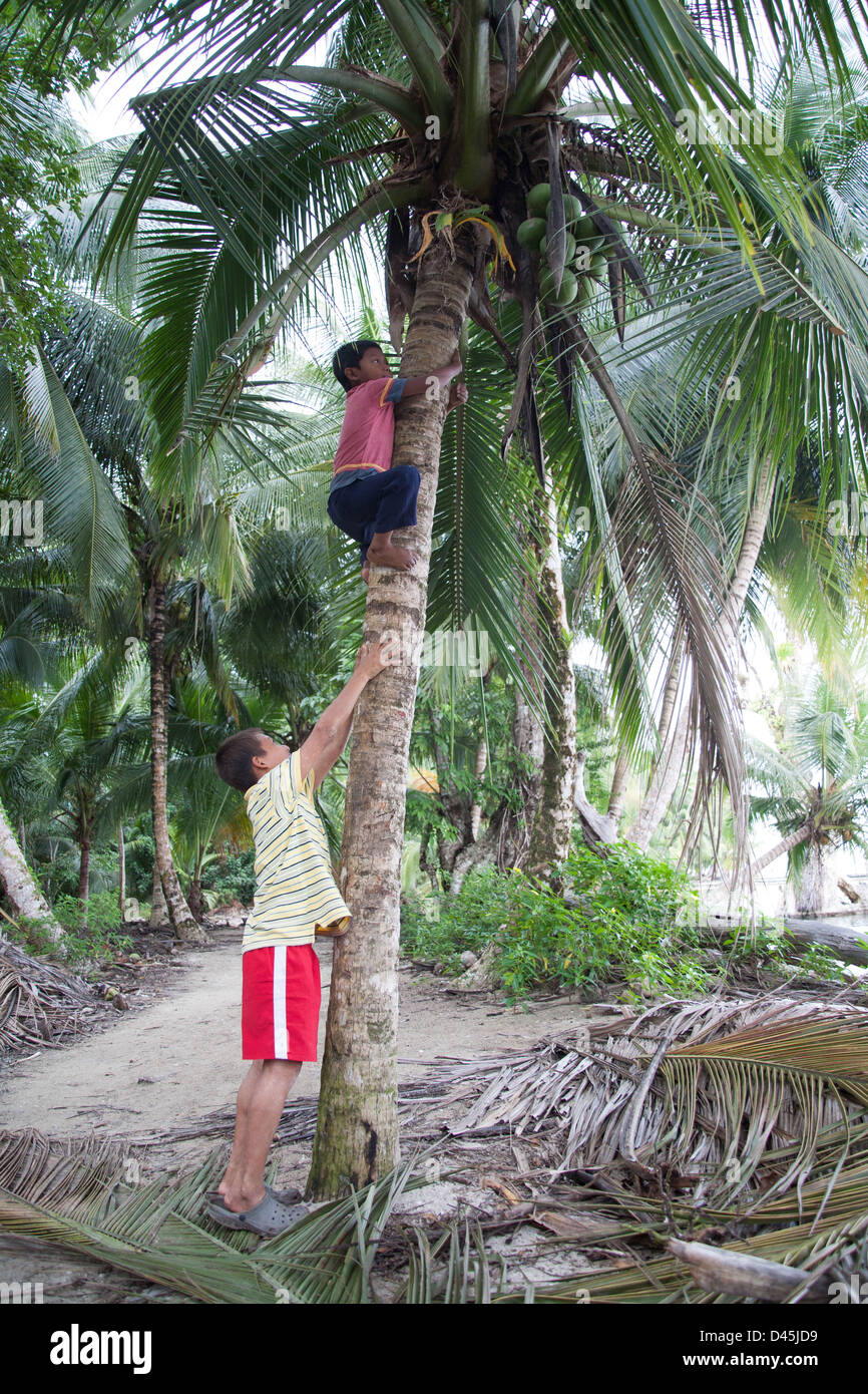 A young Panamanian boy climbing a coconut palm tree to grab the fruit while his friend helps to lift him. Stock Photo