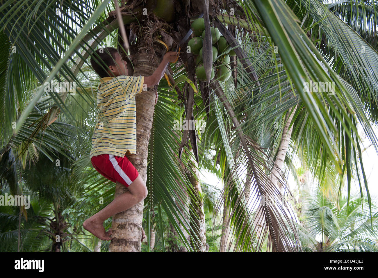 A young Panamanian boy climbing a coconut palm tree to grab the fruit. Stock Photo