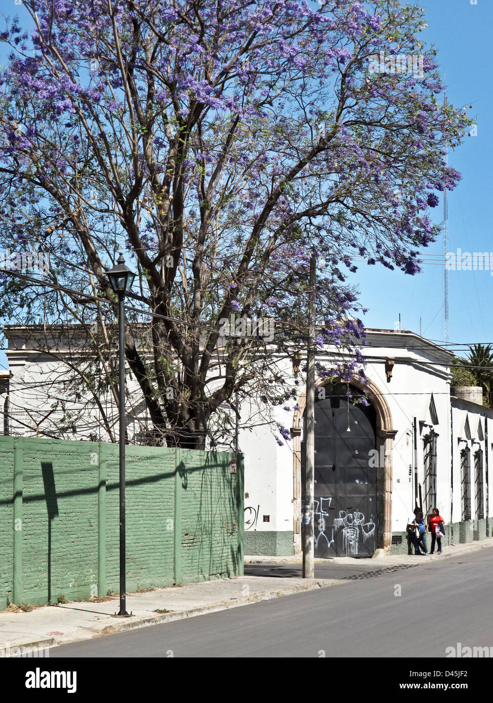 magnificent jacaranda tree coming into superb brilliant blue spring bloom against clear blue sky on street corner Oaxaca Mexico Stock Photo