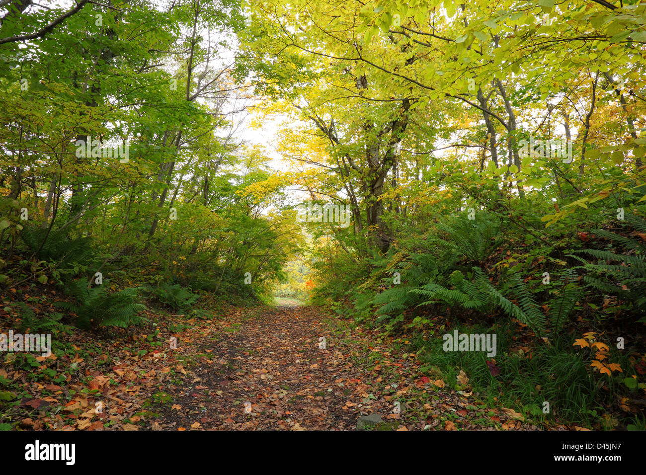 A colorful autumn path in the forest, Fukushima, Japan Stock Photo - Alamy