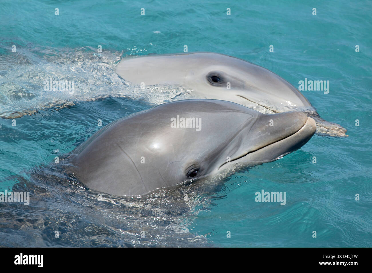 bottlenose-hi-res-stock-photography-and-images-alamy