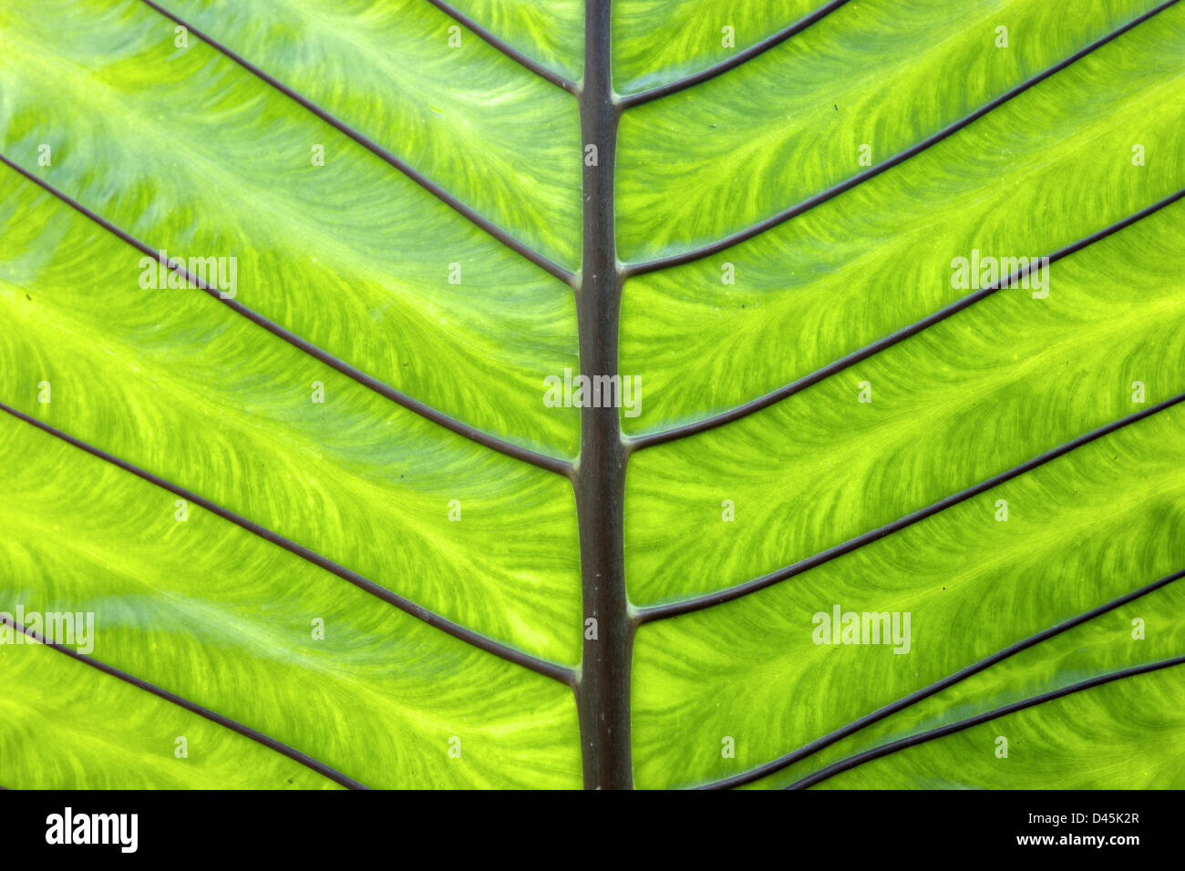 the underside of a green palm leaf Stock Photo