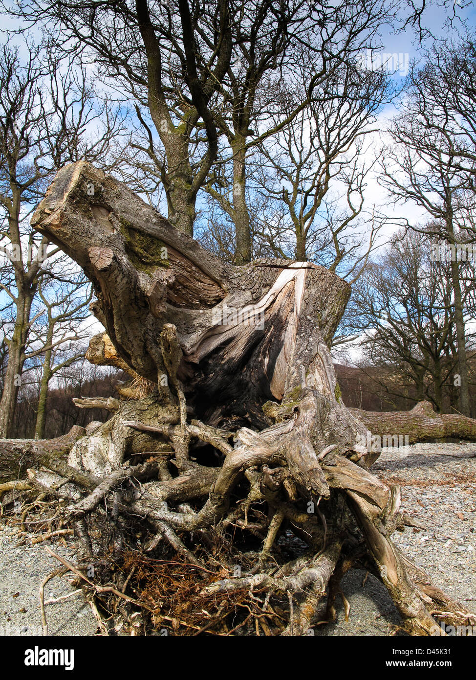 Dead tree root system on beach after erosion Stock Photo Alamy