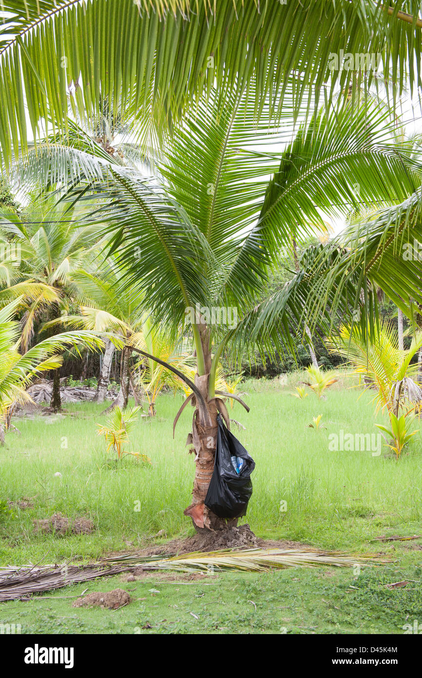 https://c8.alamy.com/comp/D45K4M/garbage-bag-hanging-from-a-palm-tree-D45K4M.jpg