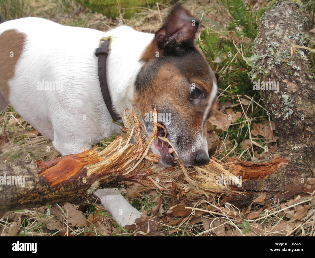 Dog chewing on stick Stock Photo Alamy