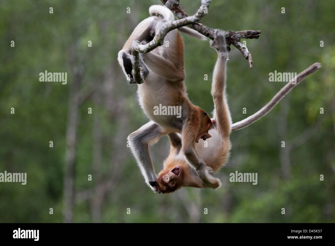 Wild juvenile male Proboscis Monkeys play fighting, hanging from a tree branch in Sabah, Borneo, Malaysia. Nasalis larvatus Stock Photo