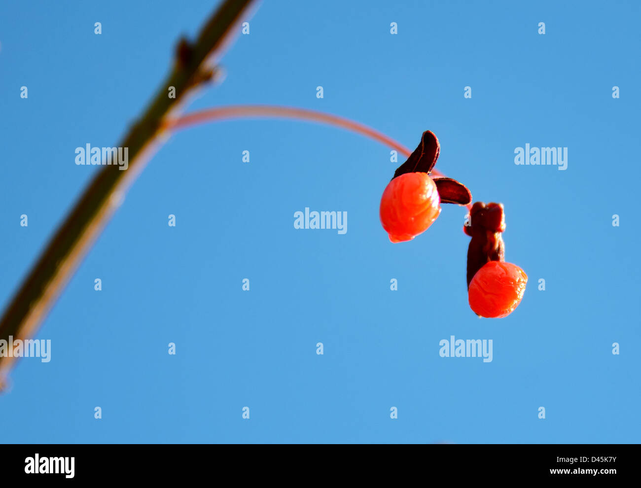two red berries against a deep blue sky Stock Photo