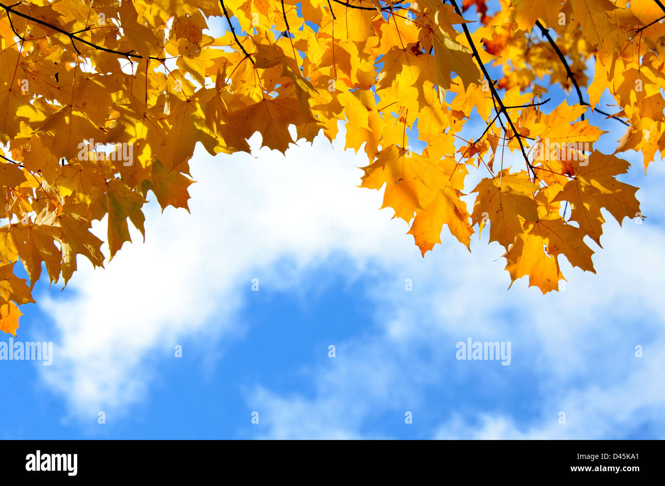 backlit sugar maple autumn leaves Stock Photo - Alamy