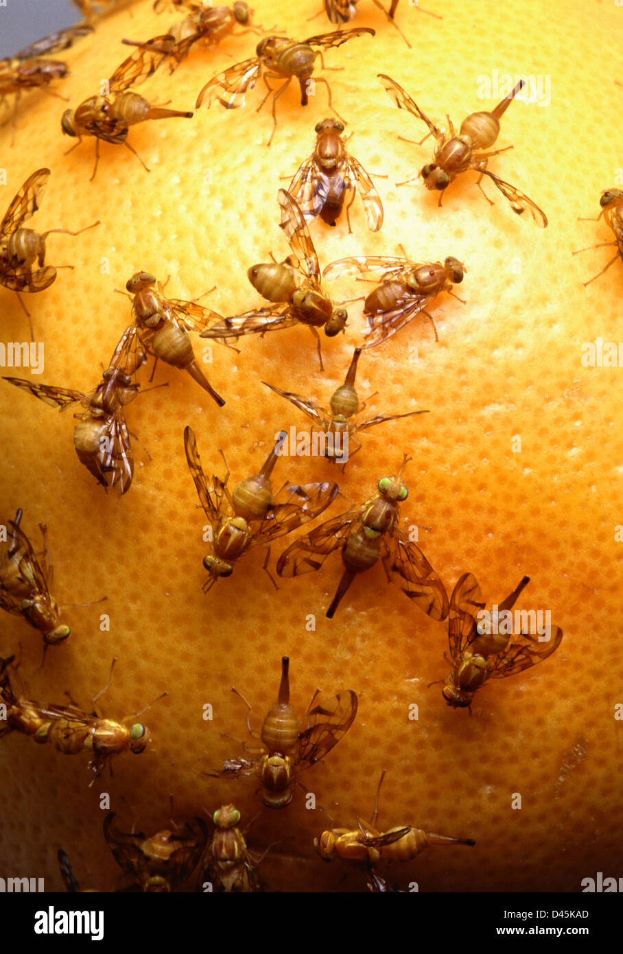 Invasive Mexican fruit flies laying eggs in grapefruit. The fruit fly