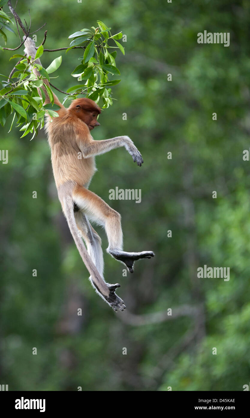 Young Proboscis Monkey swinging from a tree in Malaysian coastal mangrove forest, Borneo (Nasalis larvatus) Stock Photo