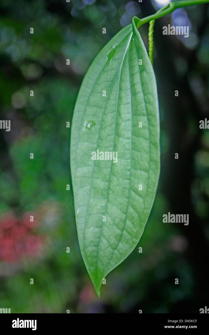 Leaf of Black pepper, India Stock Photo Alamy