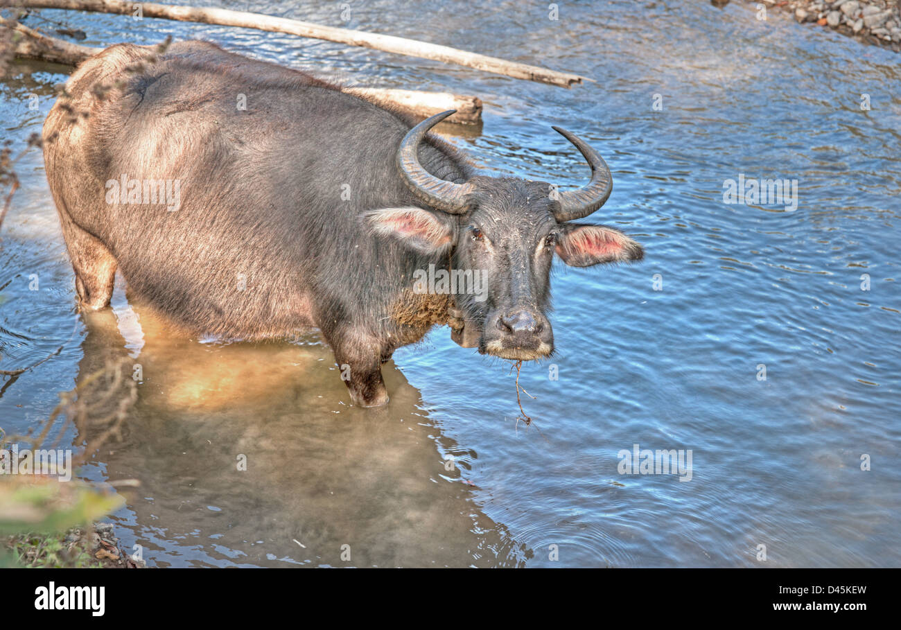 a Water buffalo in the river in thailand Stock Photo Alamy