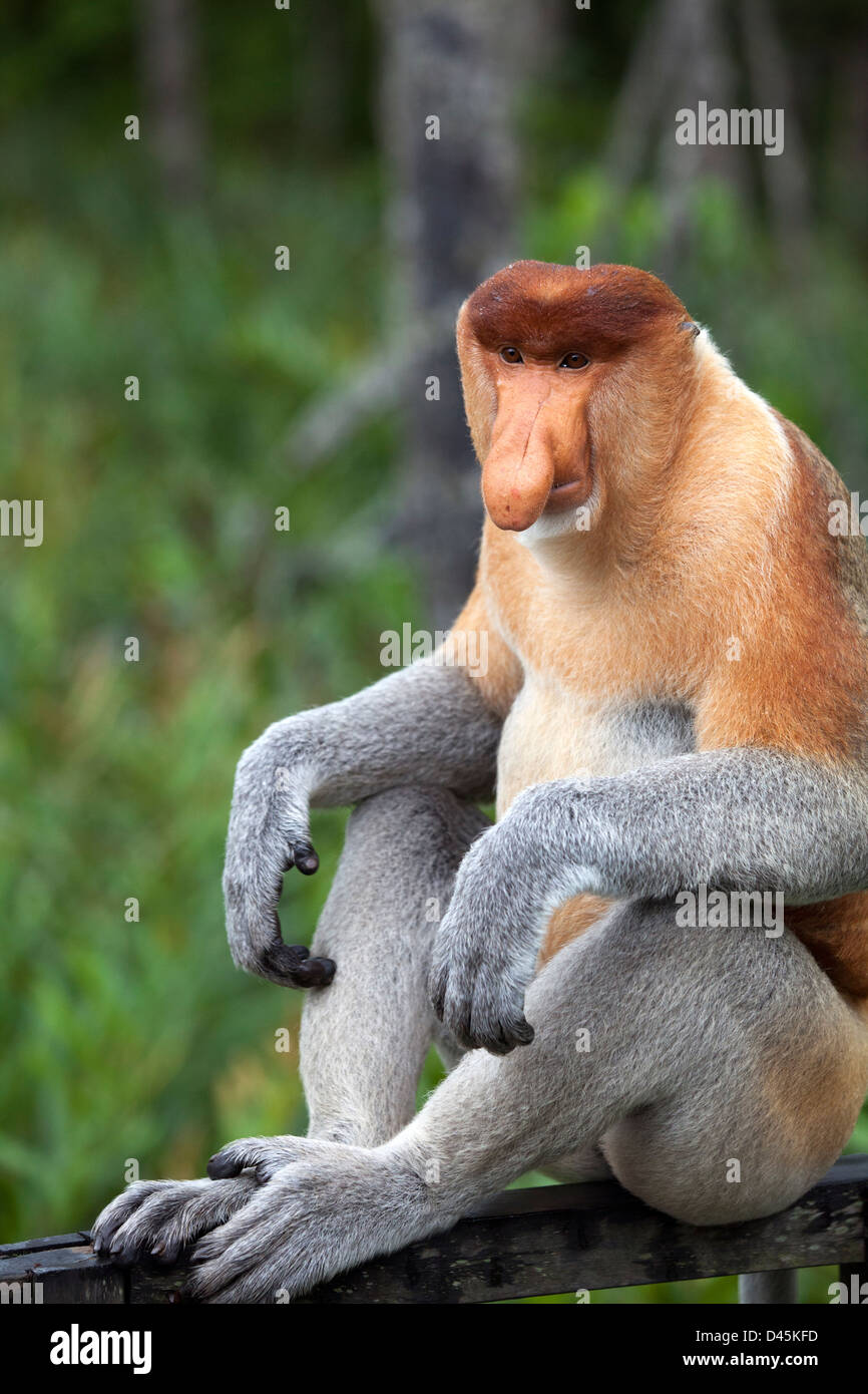 Proboscis Monkey dominant male  (Nasalis larvatus) Stock Photo