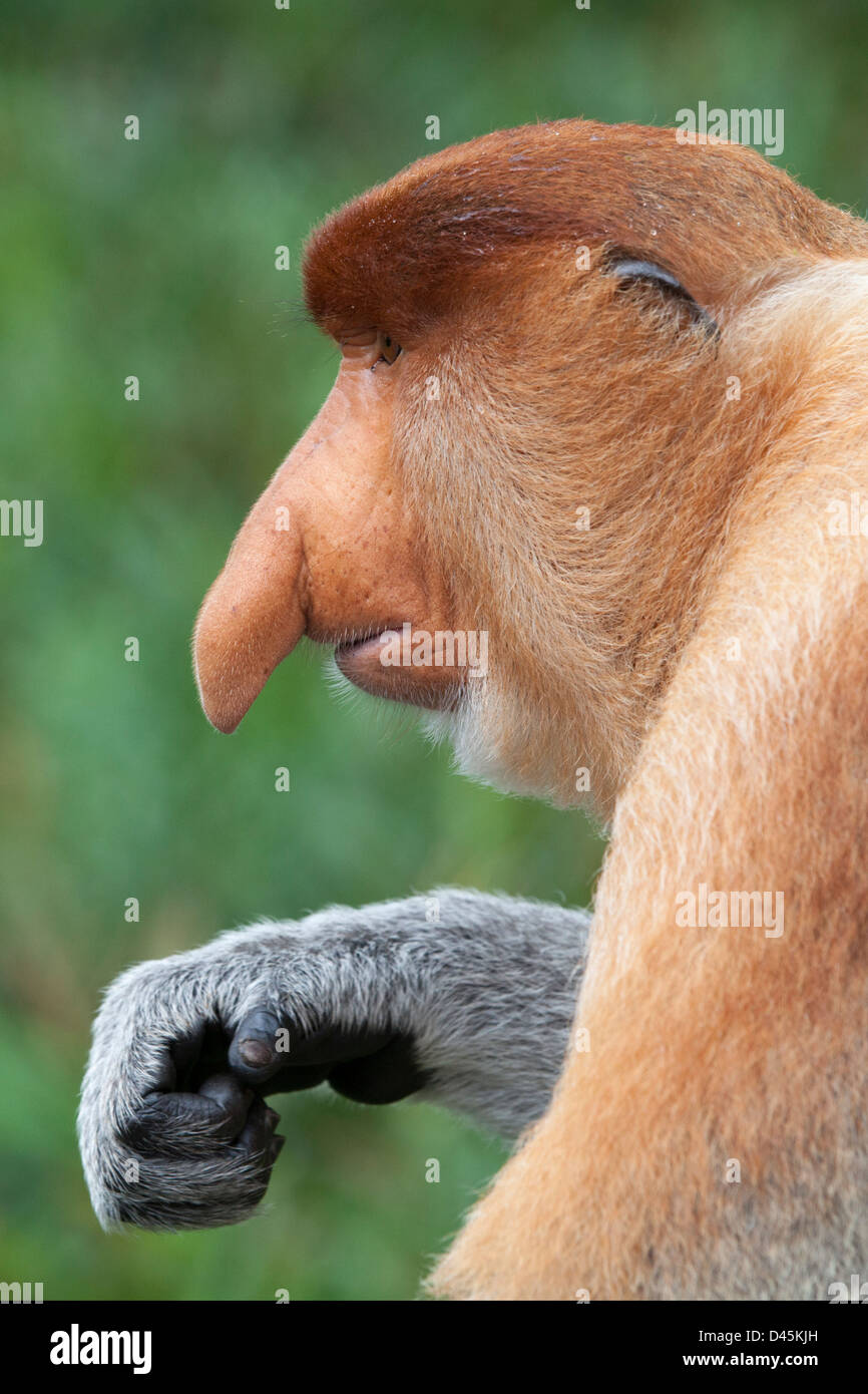 Proboscis Monkey dominant male (Nasalis larvatus) in Malaysian Borneo Stock Photo