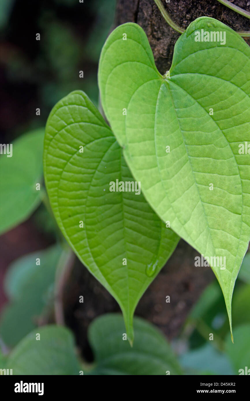 Leaves of Aerial tubers, greater yam called as 'Kokan Ghorkand', India Stock Photo