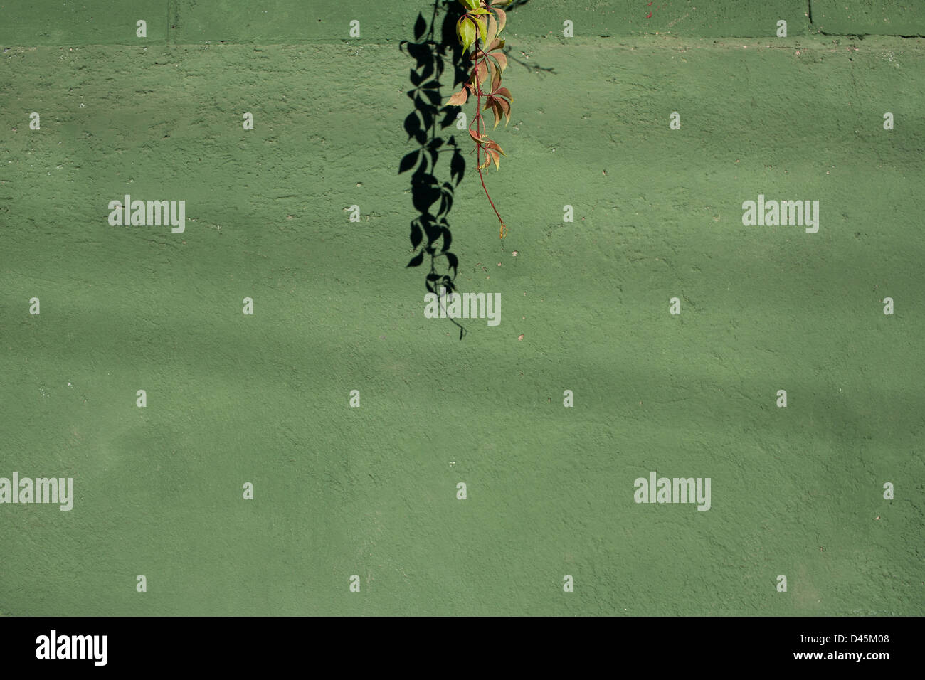 A vine  and leaf casts a shadow on a green wall in the Colonial town of Suchitoto. Stock Photo