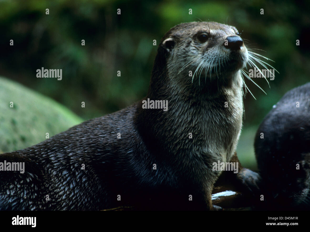 River otter, Oregon Zoo, Portland, Oregon Stock Photo Alamy