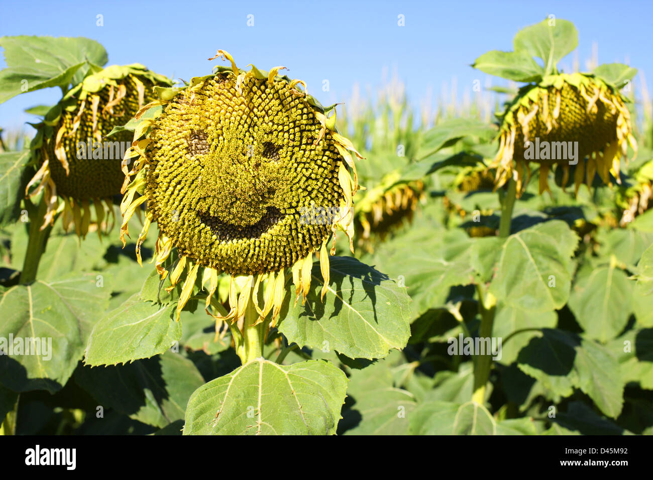 Sunflower in a field on a bright sunny day Stock Photo - Alamy
