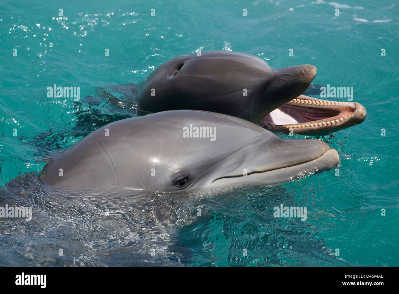 Atlantic Bottlenose Dolphin, Tursiops truncatus, Curacao, Netherlands Antilles, Caribbean. Stock Photo