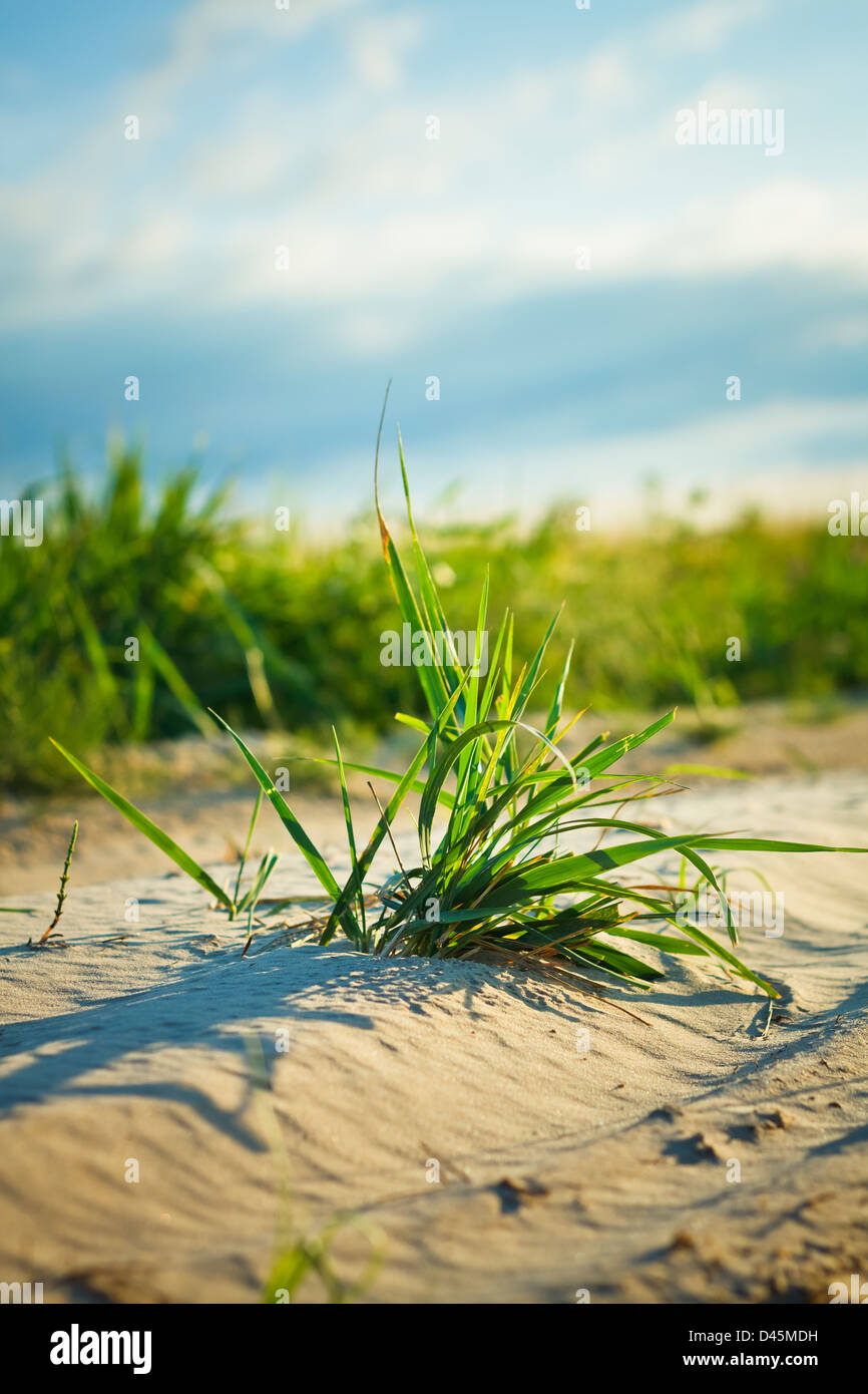 Background Of Freshly Grown Sprouts Of Grass Stock Photo