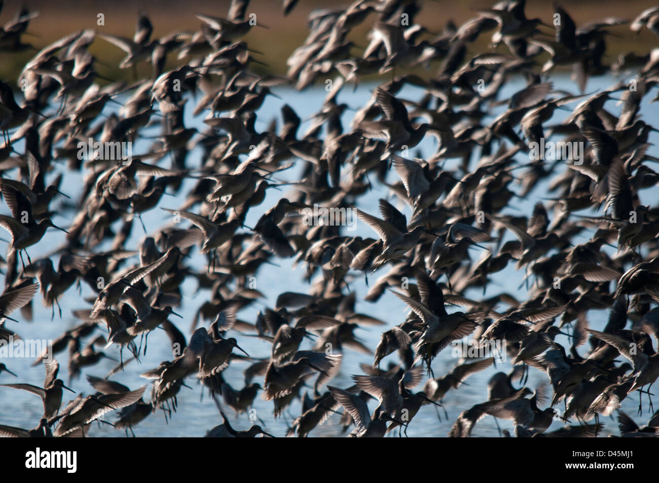 Long-Billed Dowitchers (Limnodromus scolopaceus) Take off in a Flock Stock Photo