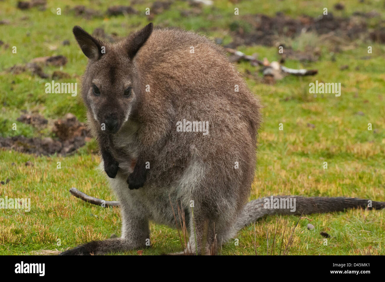 Wildlife mammal nature marsupial hires stock photography and images