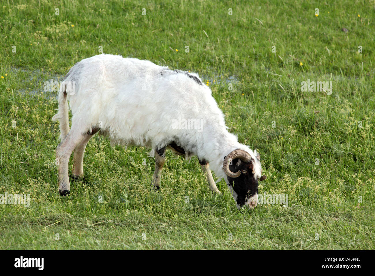 Sheep eat grass hi-res stock photography and images - Alamy