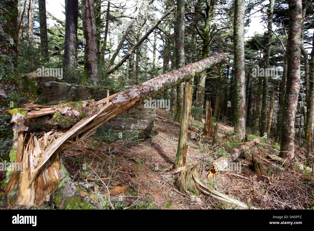 A dead fallen tree Stock Photo Alamy