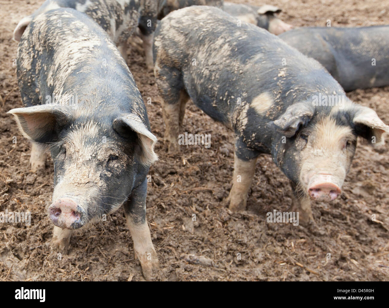 A few dirty pigs Stock Photo Alamy