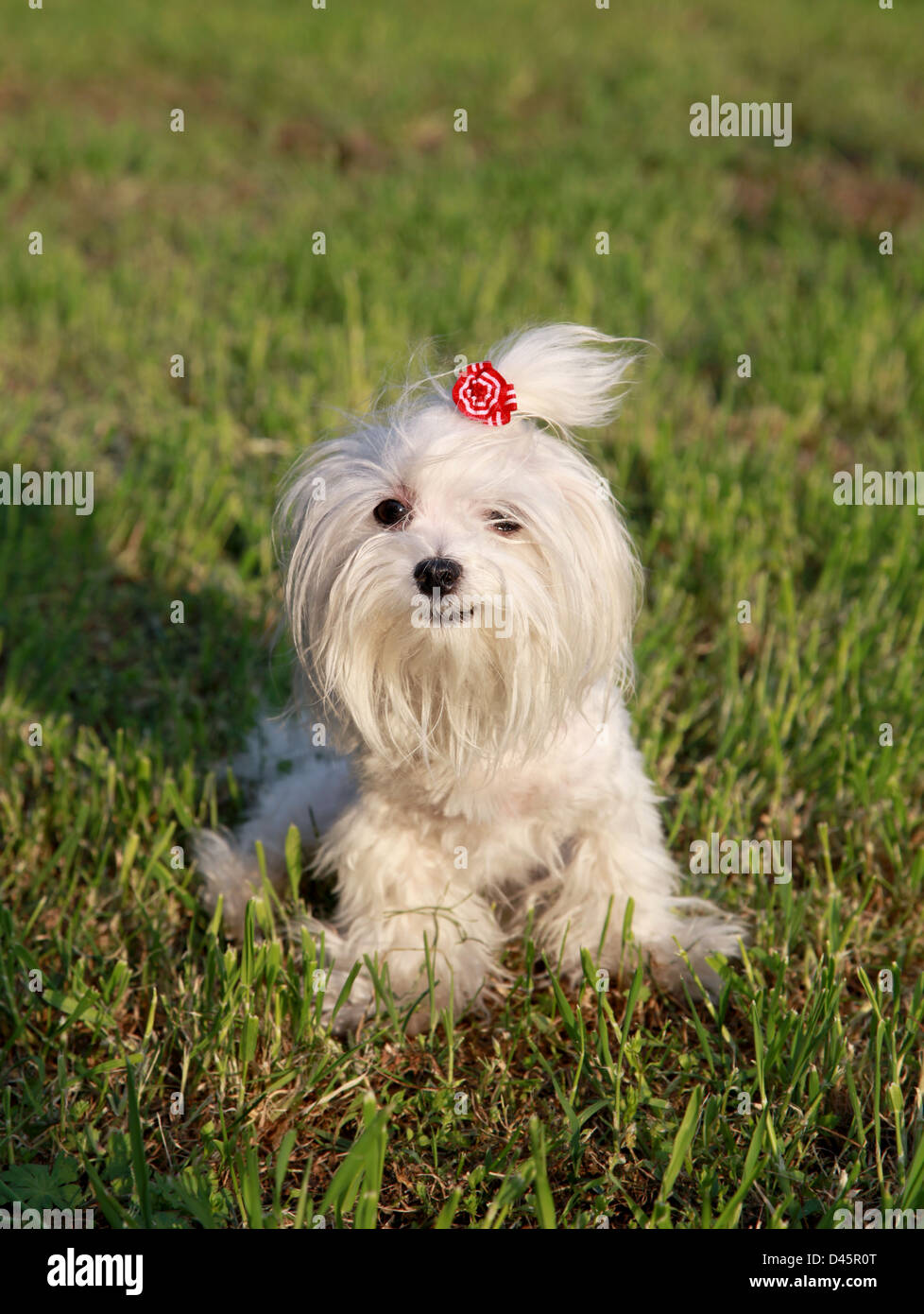 small white maltese